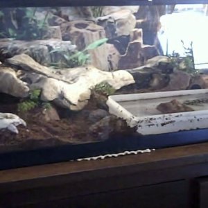 Herb's Hideaway. The driftwood is laid over a few larger rocks, to give him actual privacy and a big lookout. It's like a cave against the back glass.