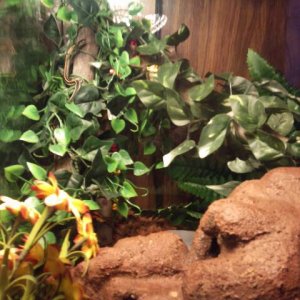My snake in one of her favorite basking spots, blending with the flowers.