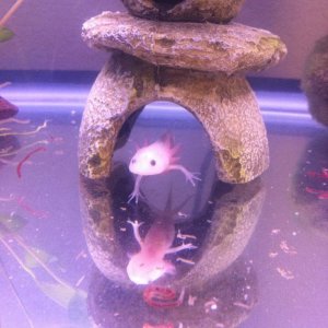 Aristotle does a handstand!

Taken on Nov. 9 2011