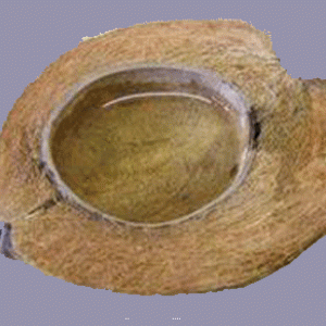 water dish copy