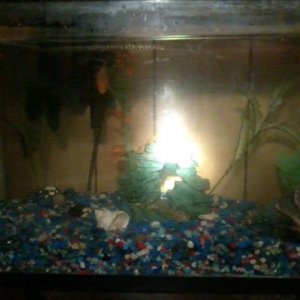 tank