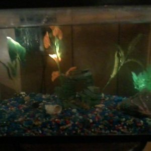 tank
