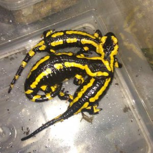 New Fire Salamanders, 2 x Female, 1 x Male