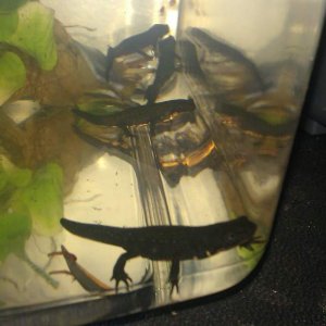 Some of 2011's baby FBN