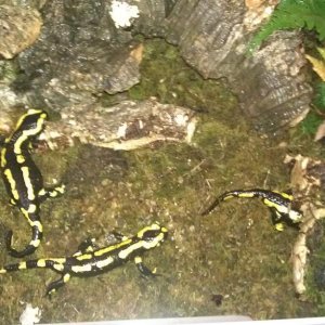 Fire salamander set up