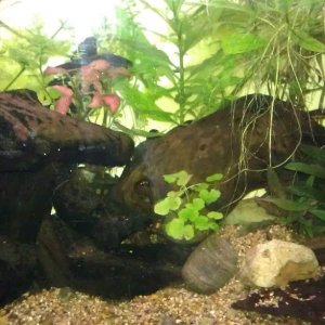 FBN Tank