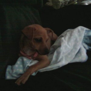 peanut