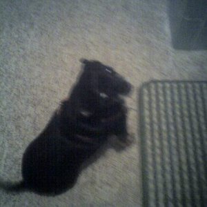 bear