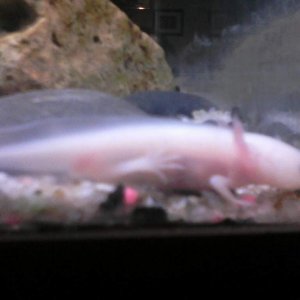 my axolotl is named Newt Gingrich. because I think I'm funny.