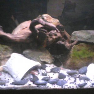 tank
