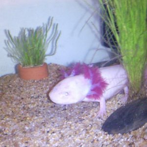 freckles my new jevie female