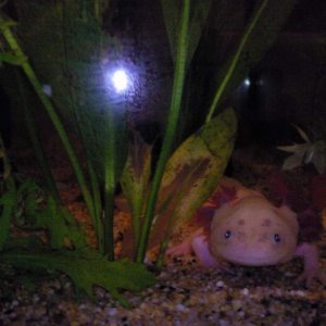 frecks at night