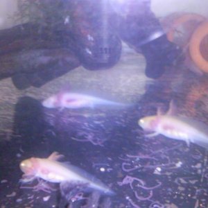 babies growing, feeding time