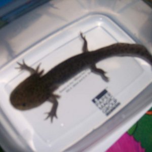my daughters first axolotl. Waiting for 2 more. It's really cute waitin for her to come home from school to name it.