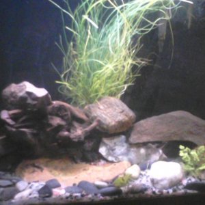 planted some wild onions in Grich's tank, re-soaked the Malaysian drift wood of it's tannins, and vacuumed the sand of excess waste/debris.