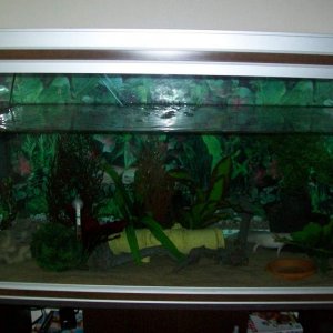 freckels new tank  all set up