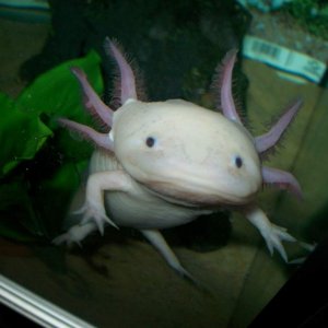 have you got my worm ??