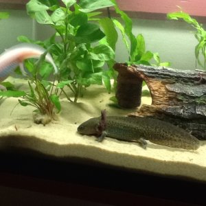 nose dive