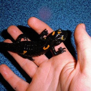Salamandra algira tingitana female