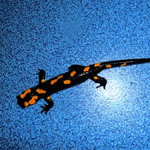 Salamandra algira tingitana male