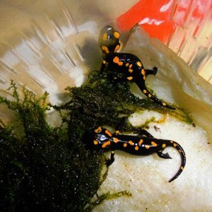 Salamandra corsica CB 2011
