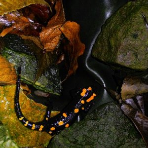Salamandra algira algira male