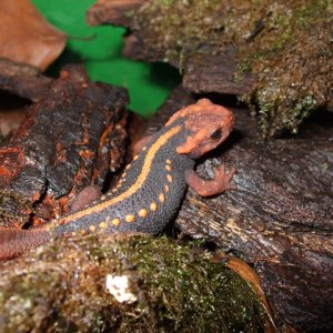 Tylototriton shanjing adult male
