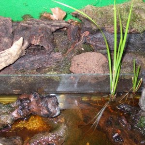 Tylototriton shanjing terrarium