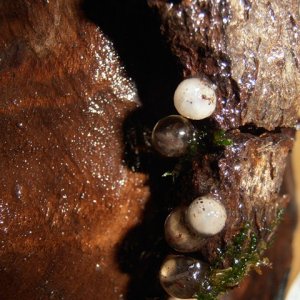 Tylototriton shanjing fertile and unfertile eggs