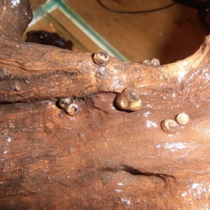Tylototriton shanjing eggs