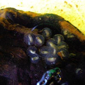 Tylototriton shanjing eggs