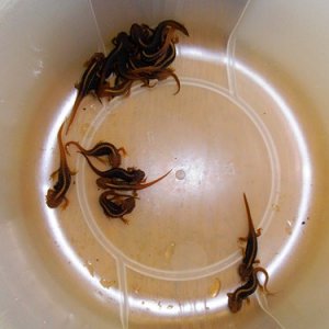 Tylototriton shanjing CB 2011
