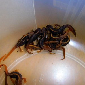 Tylototriton shanjing CB 2011