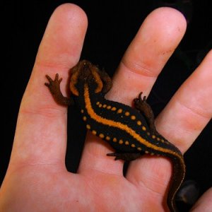 Tylototriton shanjing adult female