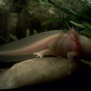 Getn big!