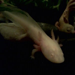 I love him