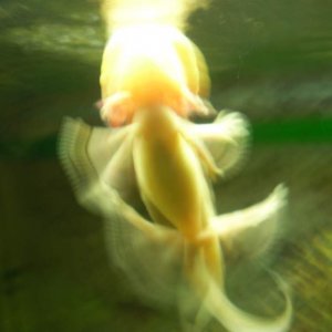 Swim!