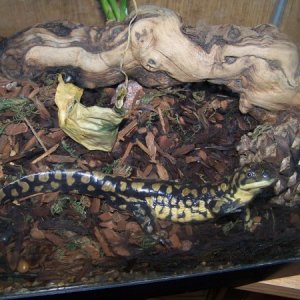 Marly begging for food :)