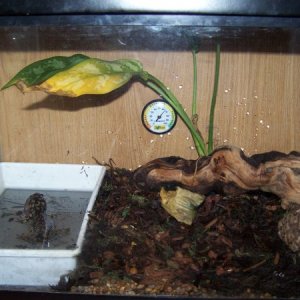 Marley, downing a night crawler in his pond