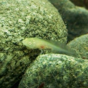 Baby Axolotl - what kind? Not really an albino because the eyes aren't red. Is this a golden maybe?