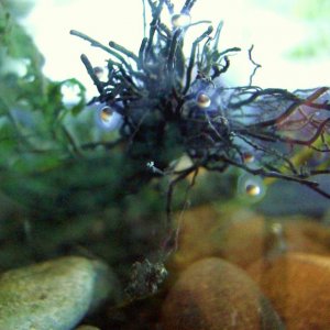 Axolotl eggs before hatching - October 19, 2008