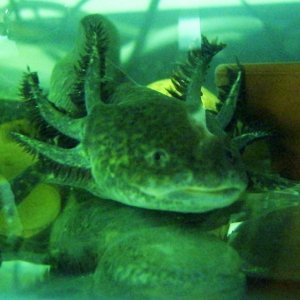 Junior - he's the sole survivor from the last batch in late Spring 2008