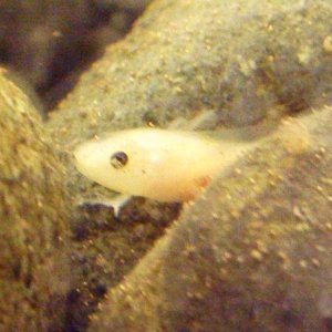 Leukistic Ax - December 23, 2008
