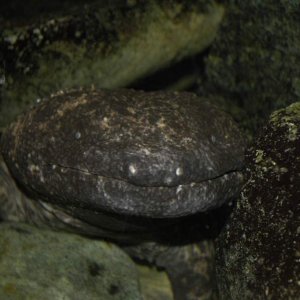 Japanese giant salamander at Detroit Zoo (2007? Calender winner)