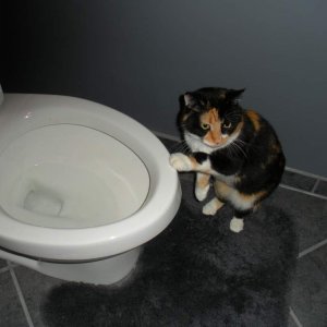 Please sir, may I have more toilet water? 

She really likes toilet water. She dips her paw in it and licks her paw. She drinks from her paw even more