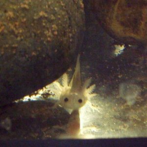 close up leukistic