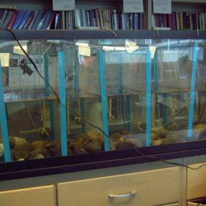 Axolotl Nursery - we set up the tank with separations trying to keep only about 4 axolots per section, but they are still very small and can squeeze p