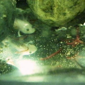 1 8 09 leukistic ax