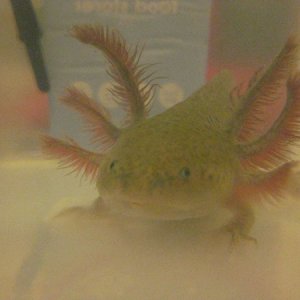 Ziggy actually decides to look at the camera...