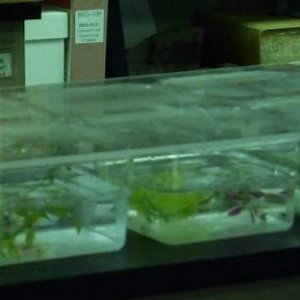 new ax homes - we moved them out of the big tank into 3-ax or 4-ax "axpartments" - more water changes (Wed & Sun) but less likely to lose any more lim